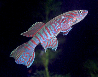 sjo