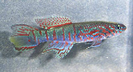 sjo