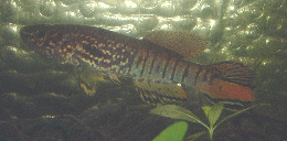 sjo