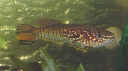sjo