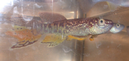 sjo2
