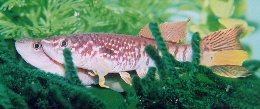 sjo