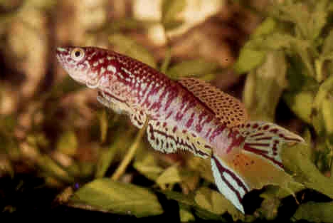 sjo2