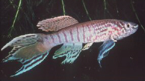 sjo4