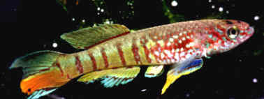 sjo