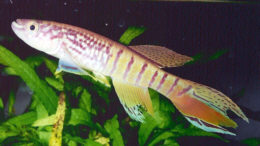 sjo