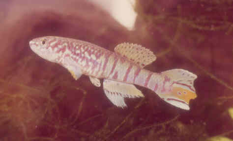 sjo