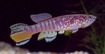sjo