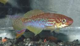 fundulopanchax_rubrolabialis4