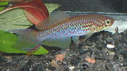 fundulopanchax_rubrolabialis4