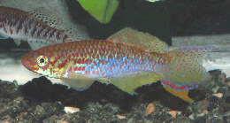 fundulopanchax_rubrolabialis4