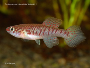 fundulopanchax_rubrolabialis1