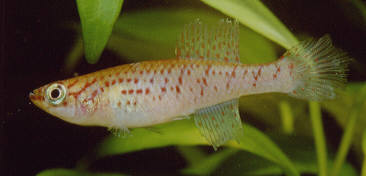 fundulopanchax_rubrolabialis4