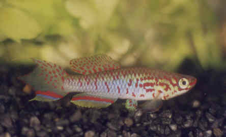 fundulopanchax_rubrolabialis4