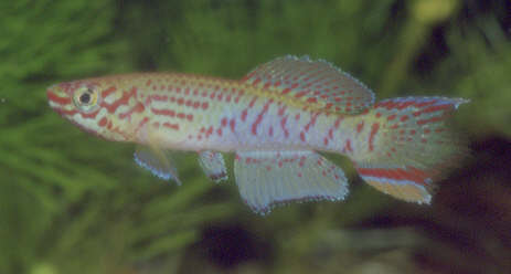 fundulopanchax_rubrolabialis4