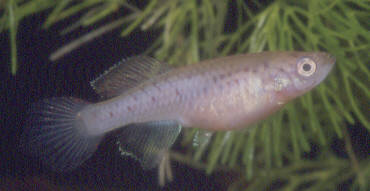 fundulopanchax_rubrolabialis4