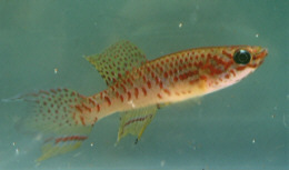 fundulopanchax_rubrolabialis4