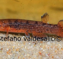 Lamiosemion leticia Stefano Valdesalici