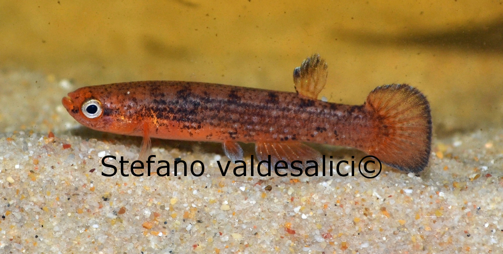 Lamiosemion leticia Stefano Valdesalici