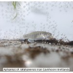 Aphanius cf. Isfahanensis Iran Gavkhooni Wetlands