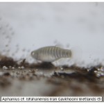 Aphanius cf. Isfahanensis Iran Gavkhooni Wetlands (3)