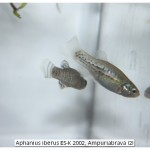 Aphanius iberus ES-K 2002, Ampuriabrava (2)