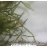 Aphanius meandricus TR-Isikli