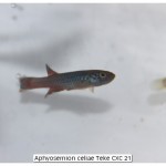 Aphyosemion celiae Teke CXC 21
