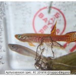 Aphyosemion spec. RC 201414 (Gruppo-Elegans)