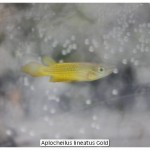 Aplocheilus lineatus Gold