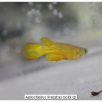 Aplocheilus lineatus Gold (2)