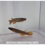 Cynodonichthys chucunaque PAN 12-01