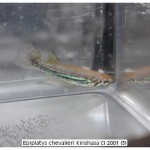 Epiplatys chevalieri Kinshasa CI 2001 (3)