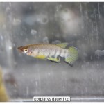 Epiplatys dageti (2)