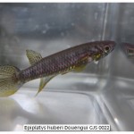 Epiplatys huberi Douengui GJS 0022