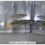 Epiplatys olbrechtsi Cestos River