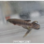 Epiplatys roloffi RL 99