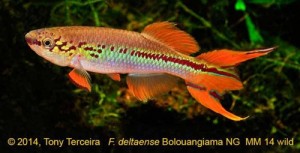 Fpundulopanchax deltaensis