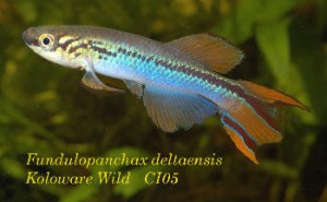 Fp.deltaense11