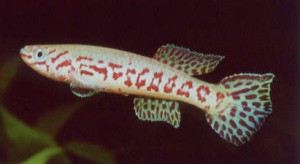 Fp.puerzli2