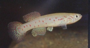 Fp.puerzli3