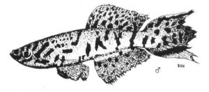 Fundulopanchax robertsoni