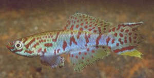 Fundulopanchax robertsoni