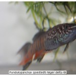 Fundulopanchax sjoestedti Niger delta (8)