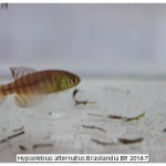 Hypsolebias alternatus Brasilandia BR 2014-7