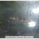 Pseudepiplatus annulatus Monroviae (2)