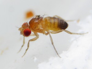 D. melanogaster attera